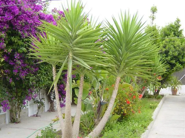 Antonio Conil 2* コニル・デ・ラ・フロンテラ