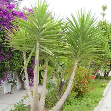 Antonio Conil 2* Коніль-де-ла-Фронтера